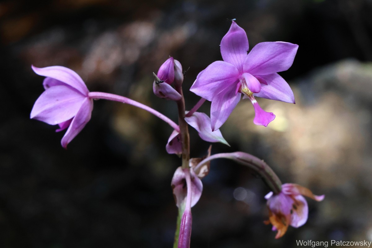 Spathoglottis plicata Blume